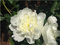 2aaa574f-20170522 Ri božur b.jpg